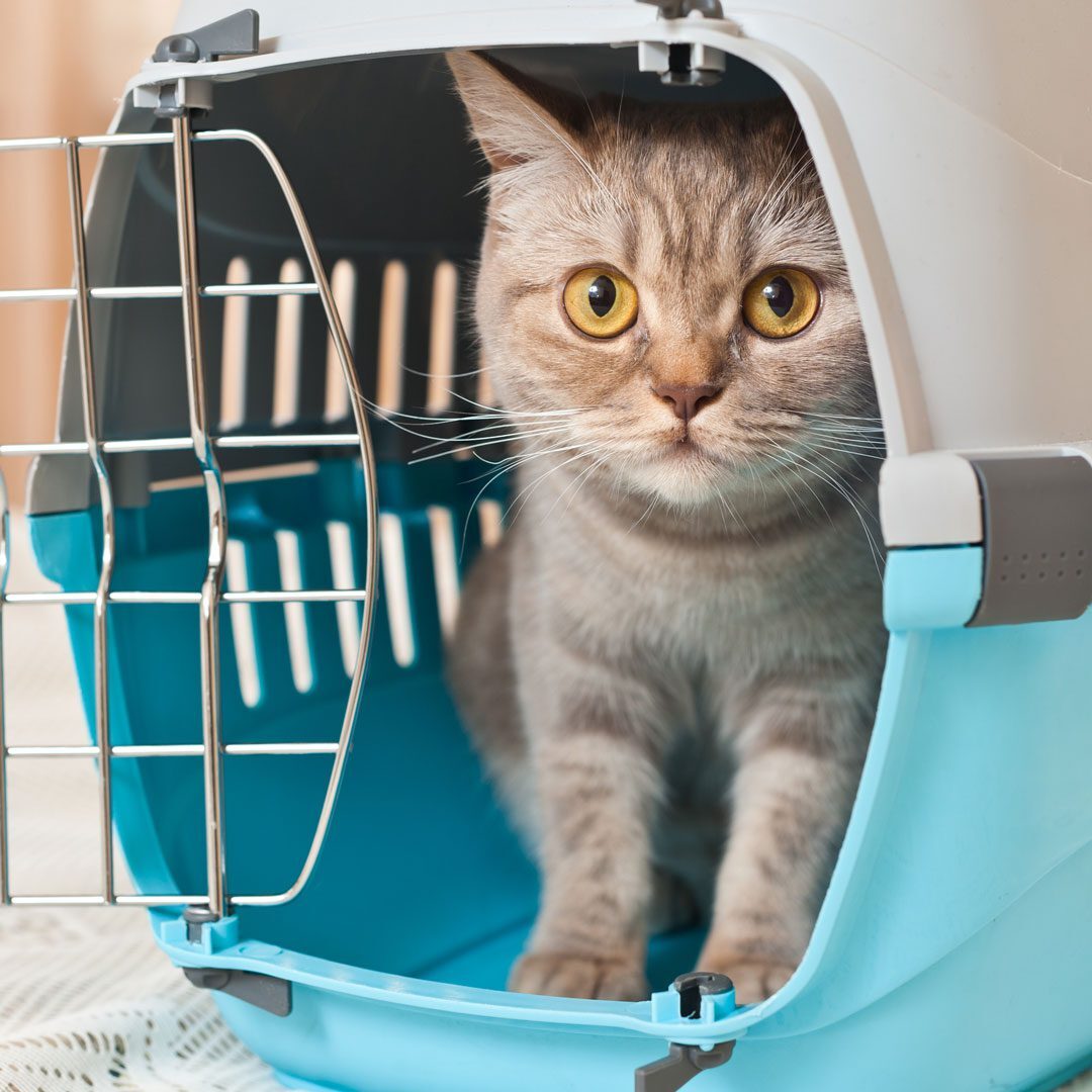Cat Inside Pet Carrier