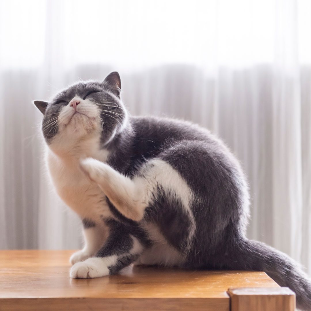 gray and white cat scratching its chin