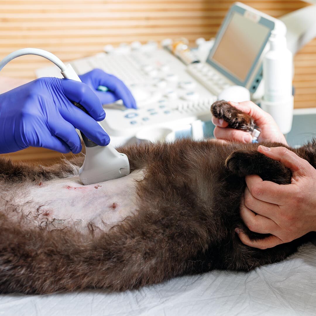 veterinarian using ultrasound imaging to diagnose a cat