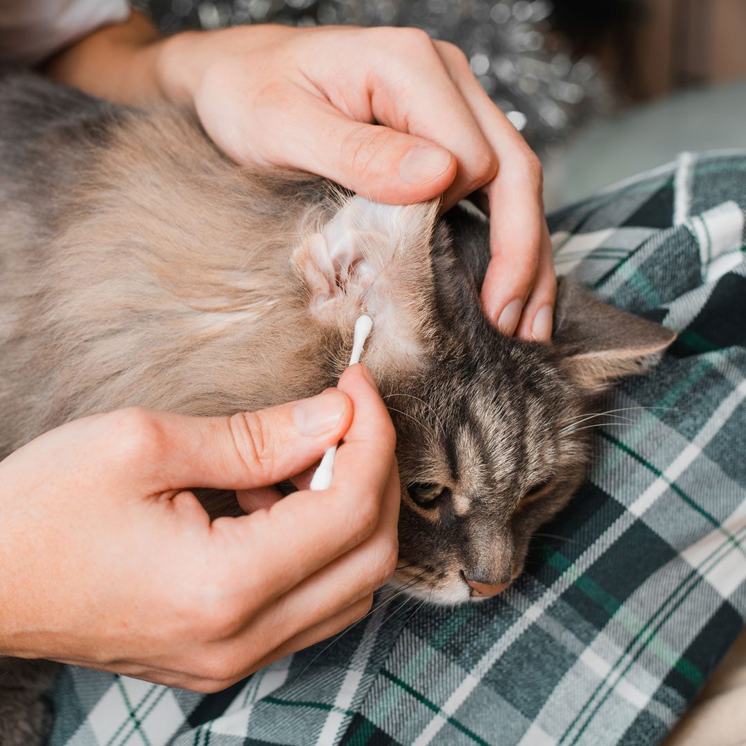 man cleaning cat's infected ear with a cotton swab