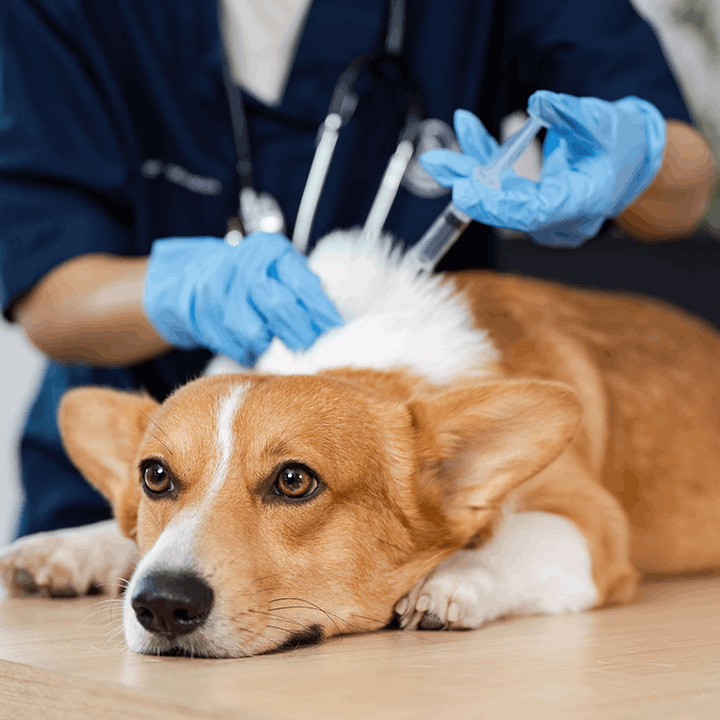 Corgi Vaccine