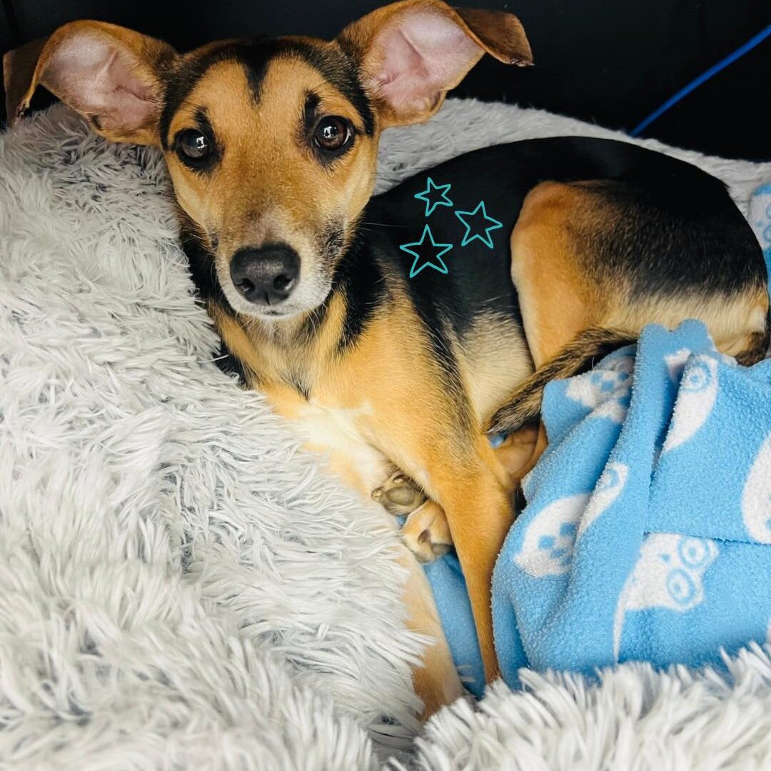 small dog laying in dog bed