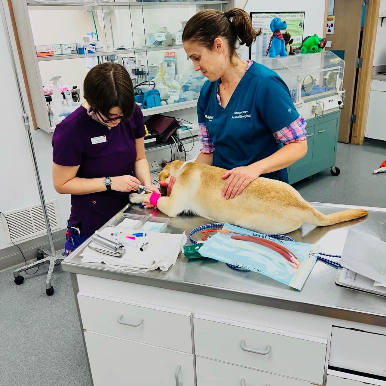 vet technician bandaging a dog's paw