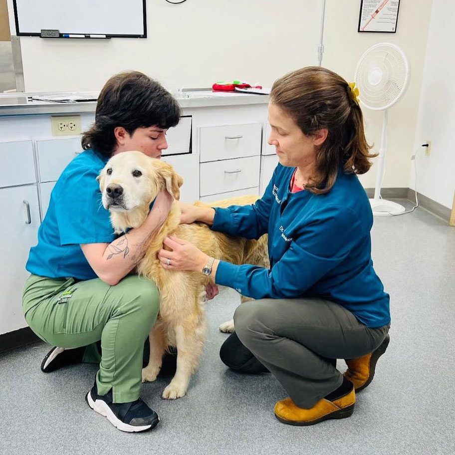 two veterinary team members with golden retriever