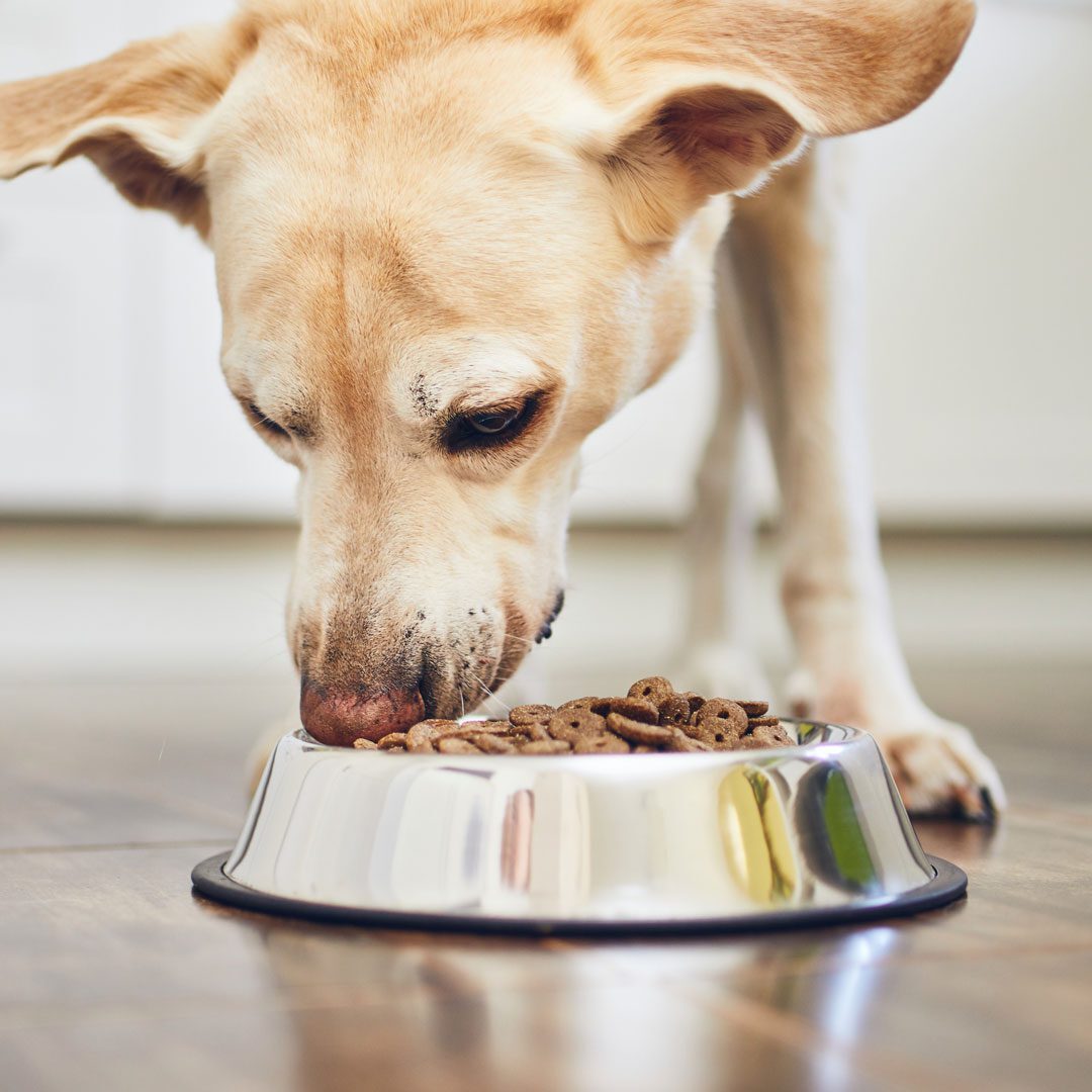 close up of yellow dog eating from food bowl