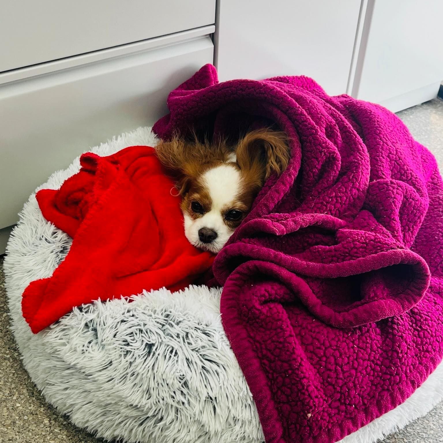 cute dog laying in bed wrapped in blankets recovering from surgery