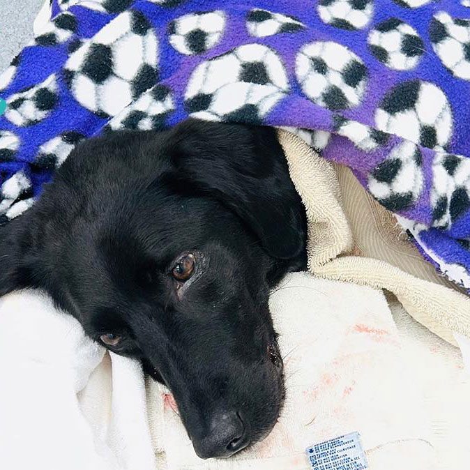 black dog laying under blanket resting