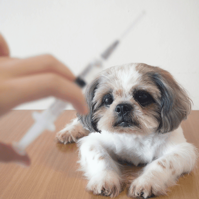 dog in focus with a vaccine needle in frame