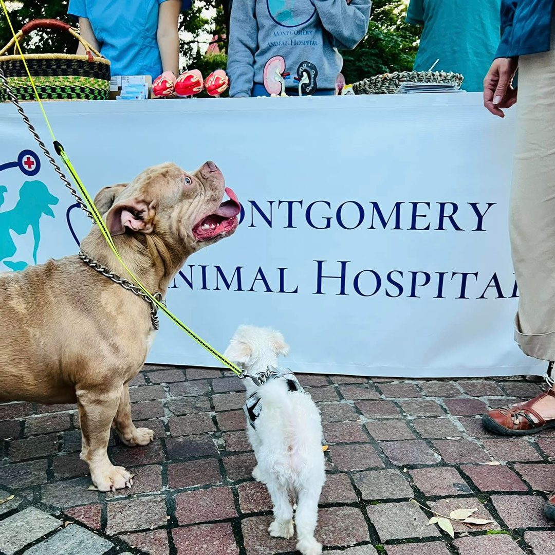 two dogs in attendance at Montgomery Animal Hospital community event