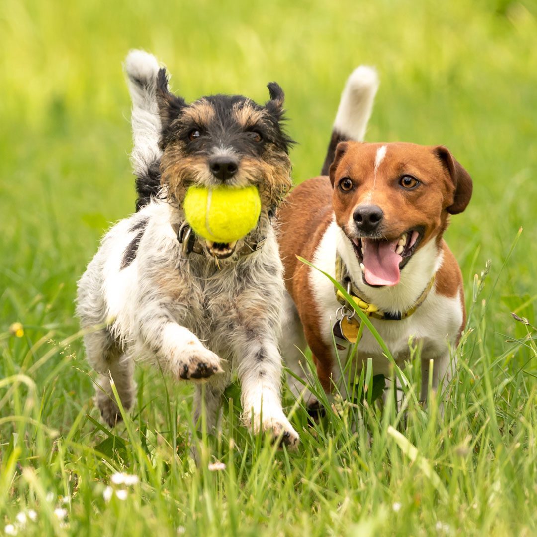 two small dogs playing together in the grass