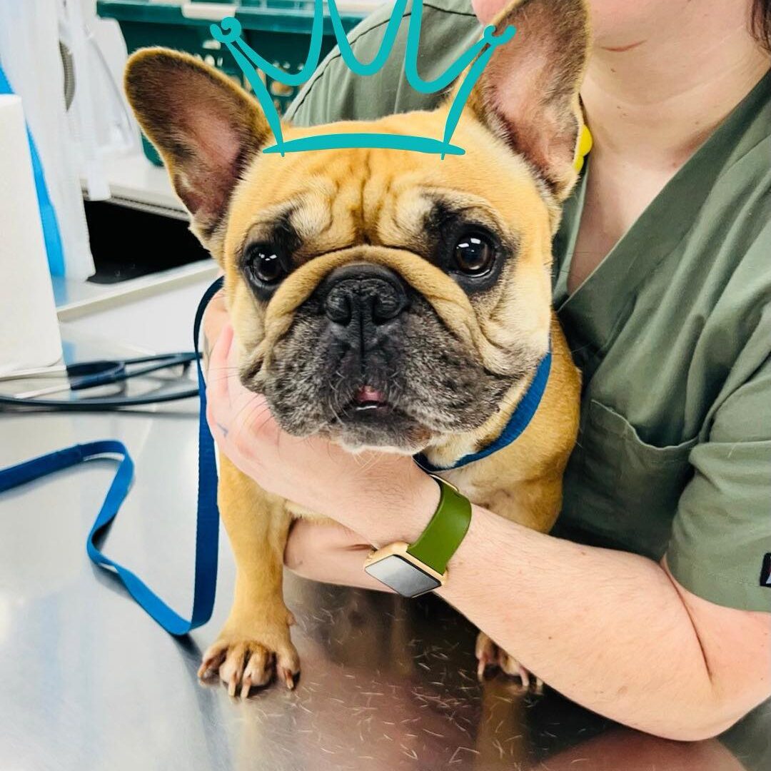 frenchie dog