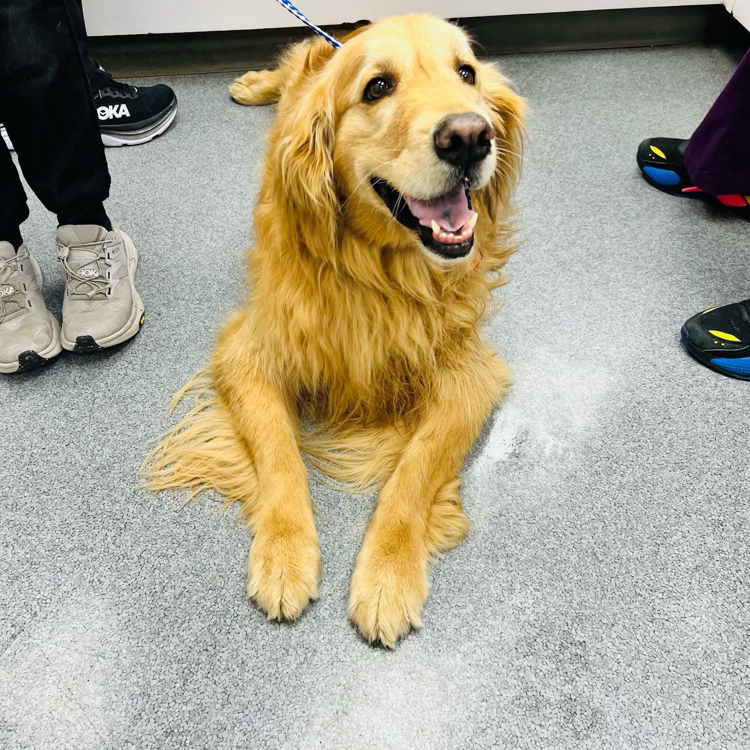 golden retriever