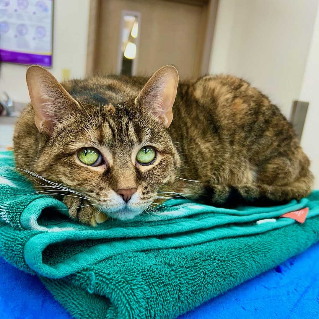 sick green eyed cat laying on an exam room table