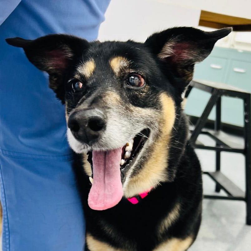 happy dog leaning against veterinarian's leg