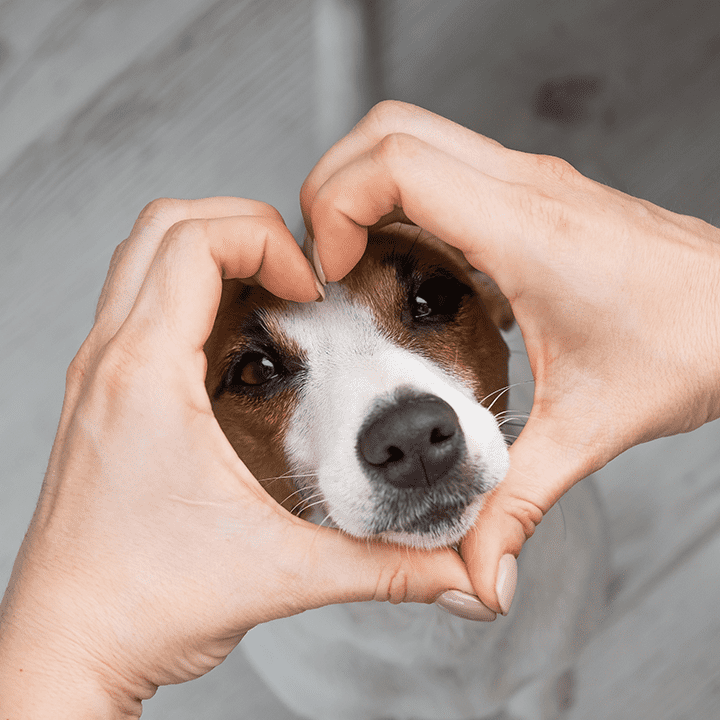 hands in shape of heart with dog