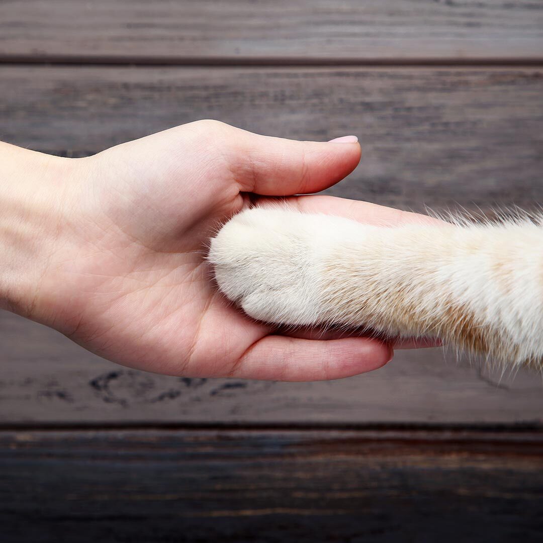 pet owner holding their cat's paw