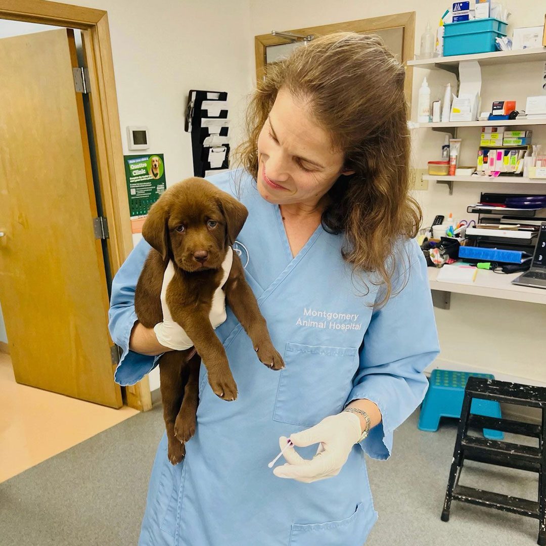 female veterinarian holding a small brown puppy