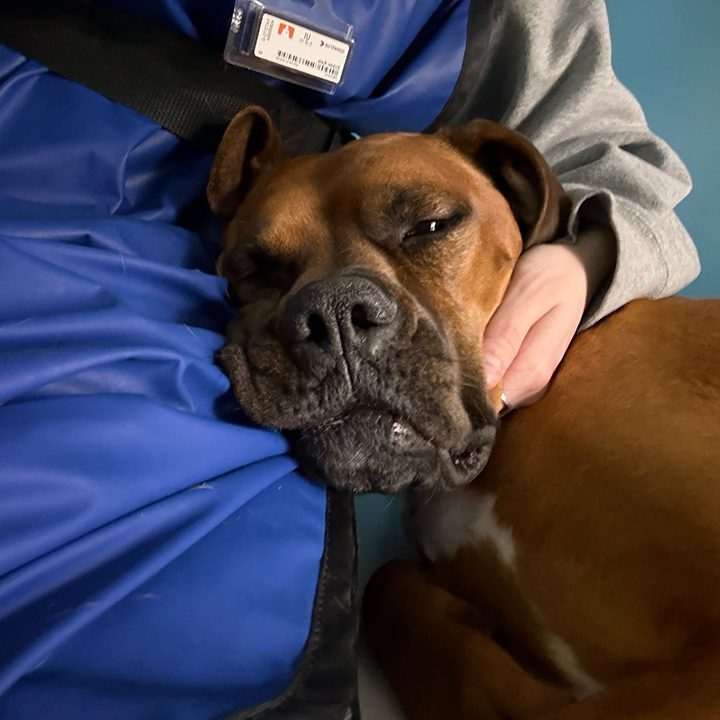 Large Brown Dog Comforted By Vet