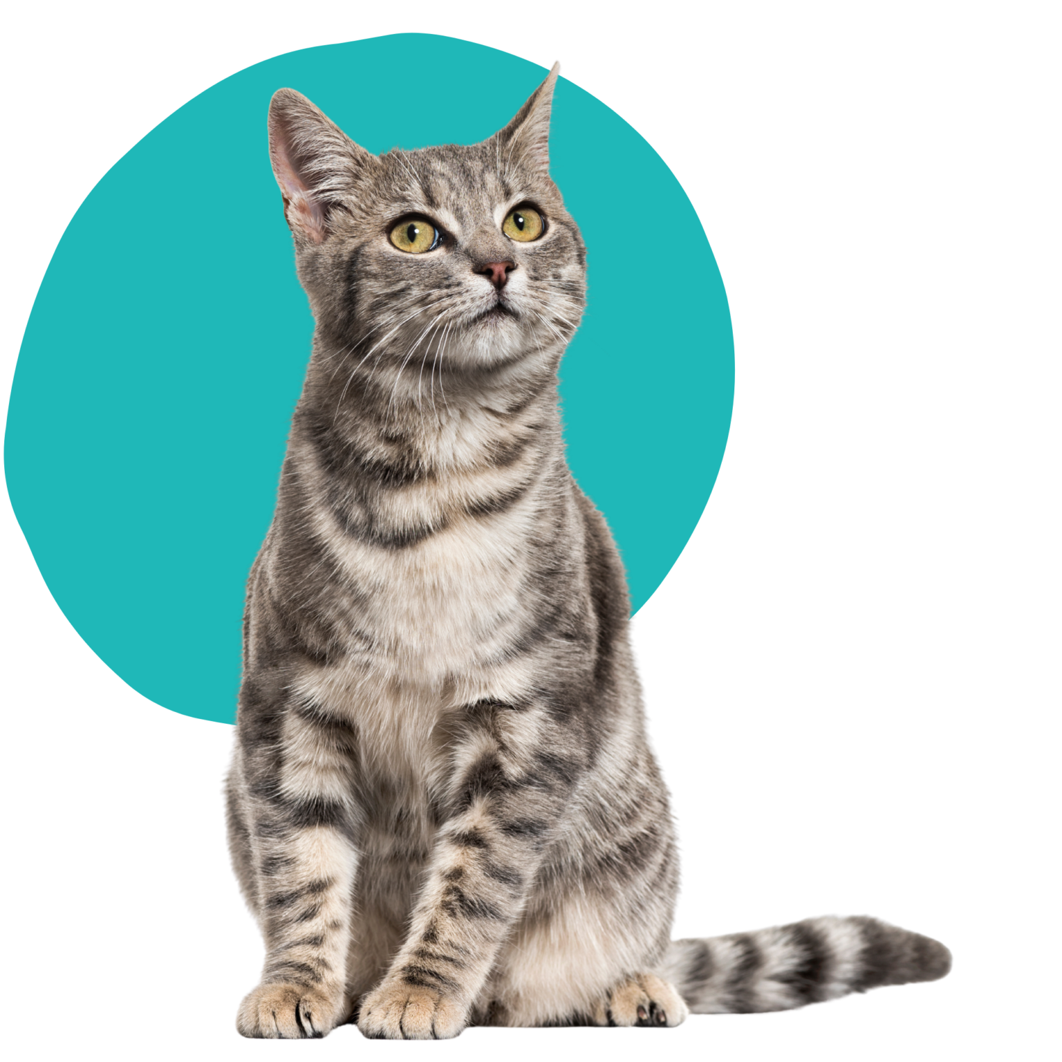 cat with blue circle