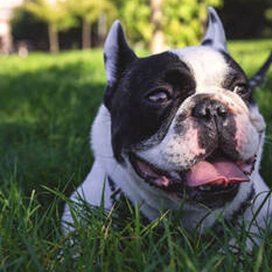 A black and white French bulldog is lying on green grass in a sunlit park, looking content with its mouth open and tongue out. The scene, reminiscent of a vet's perfect health report, features trees and blurred elements in the background.