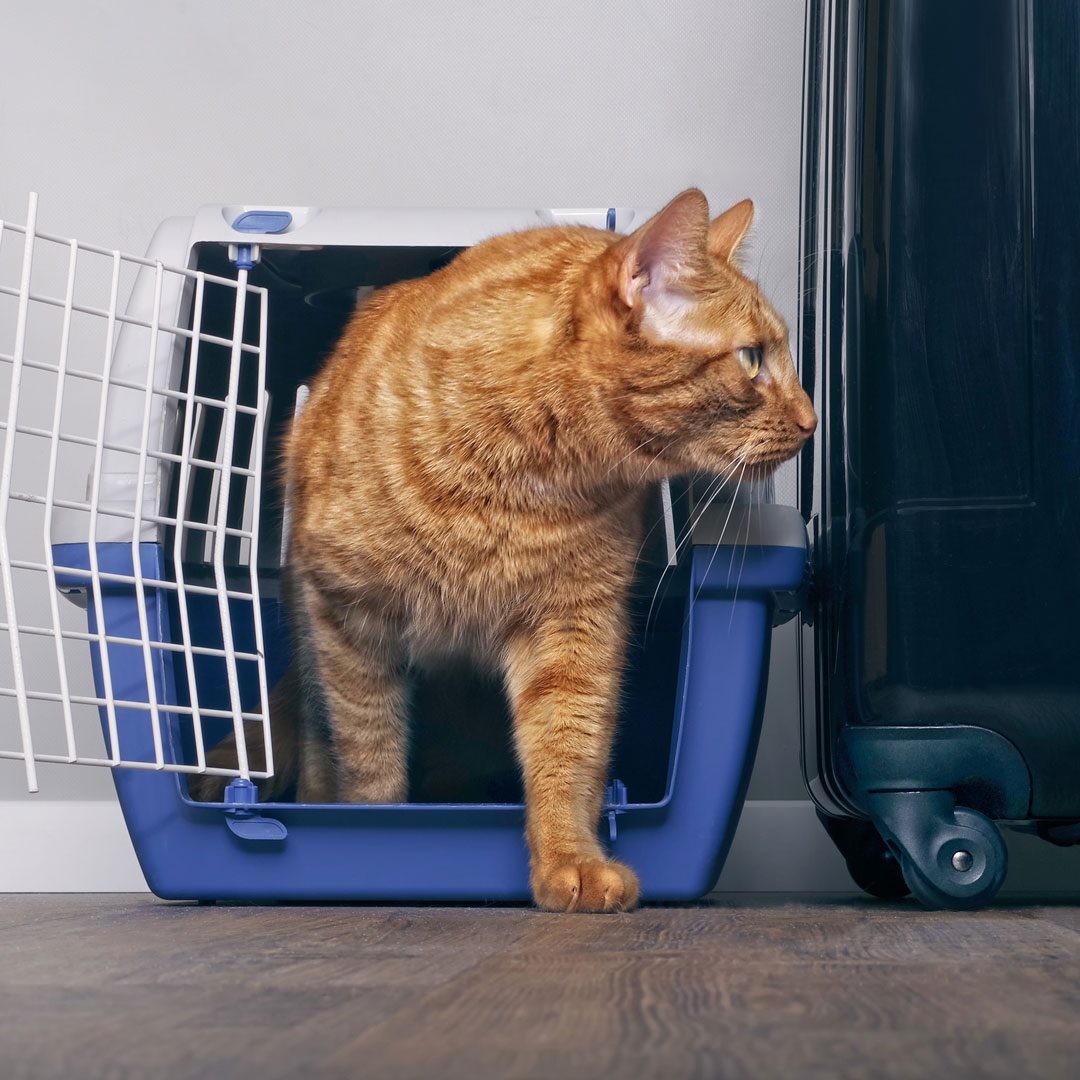 Orange Cat With Travel Luggage