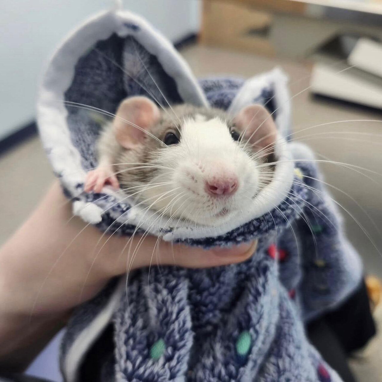 person holding a pet rat wrapped in a small blanket