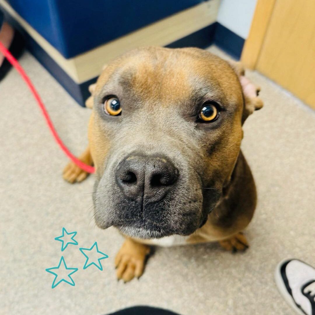 brown pitbull