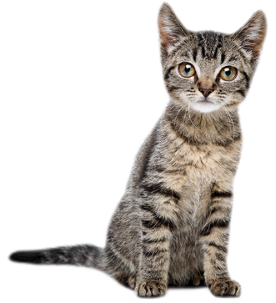 A small tabby kitten with large green eyes sits against a plain white background, looking as if it's ready for its first vet visit. Its fur has distinctive dark stripes on a mix of gray and tan. The kitten's ears are upright, and its tail is slightly curled beside its body.