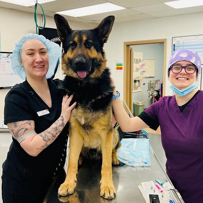 Senior German Shepherd at its appointment for yearly blood screenings
