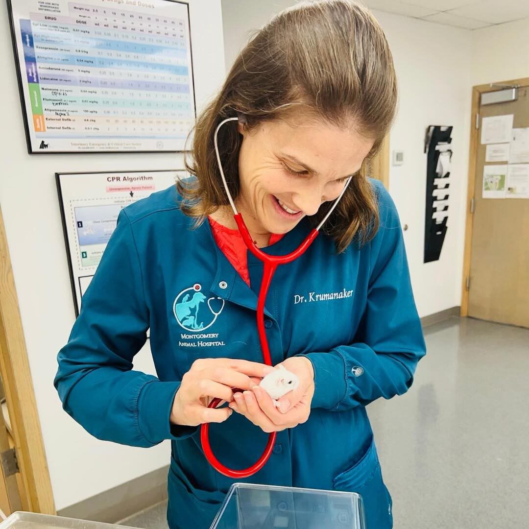 veterinarian listening to a mouse's vitals