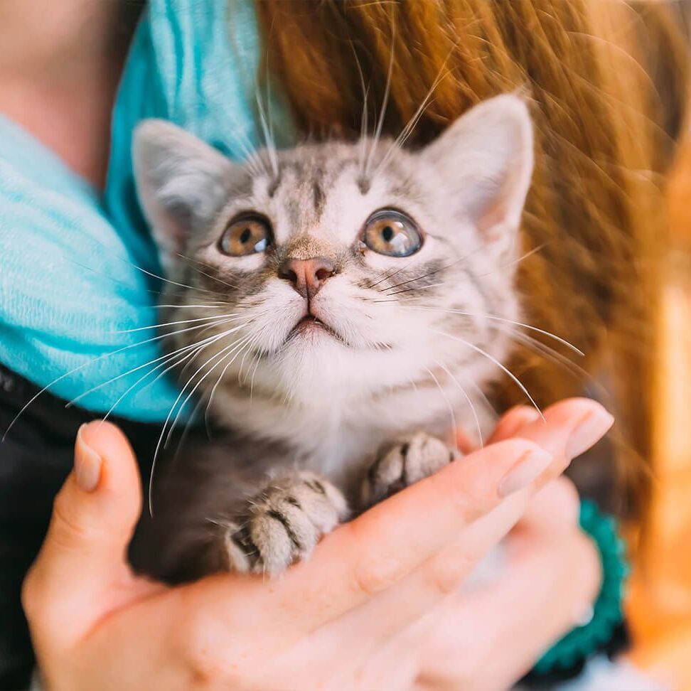 closeup of woman holding small striped kitten